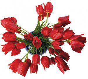 tulips