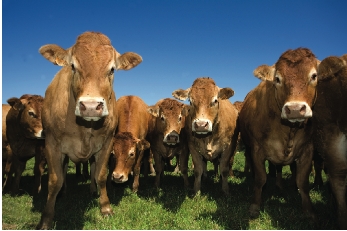 Cows