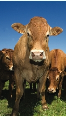 Cows